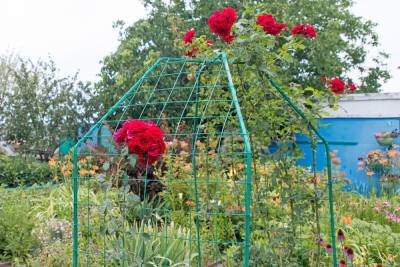 Агроном из Волгограда: как подготовить к зиме розы и клематисы