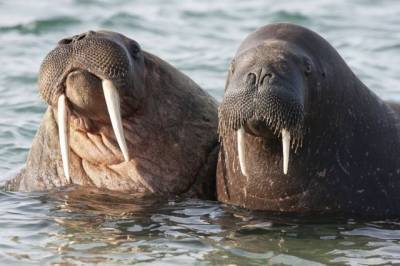 В Центральной Арктике выявлены новые лежбища моржей