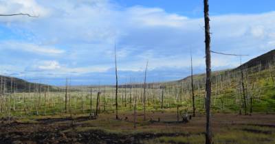 Стала ясна причина массовой гибели деревьев под Норильском