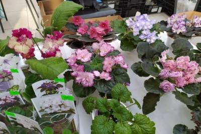 В Туле стартовала ярмарка комнатных растений и цветочный своп
