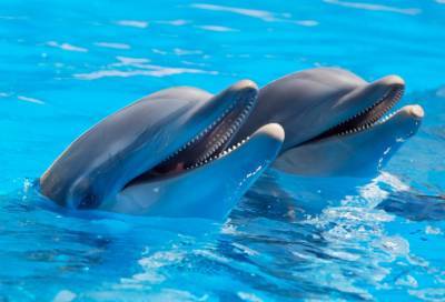Сотрудники Россельхознадзора выявили нарушения у петербургского дельфинария