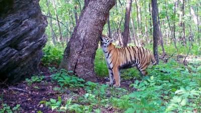 В России презентовали единую базу амурских тигров, куда вошли все животные, кто попадался в фотоловушки за последние годы
