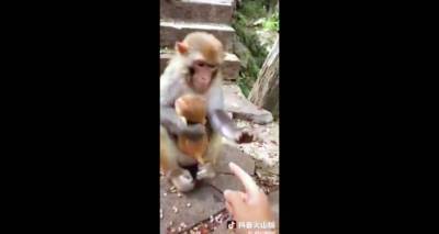 "Да я тебя разорву на части": мама-мартышка отчаянно бьется за своего малыша – видео