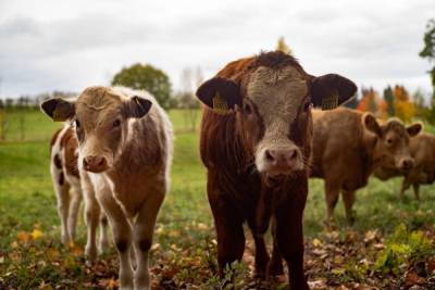В рязанском поселке родственники украли у мужчины корову и бычка