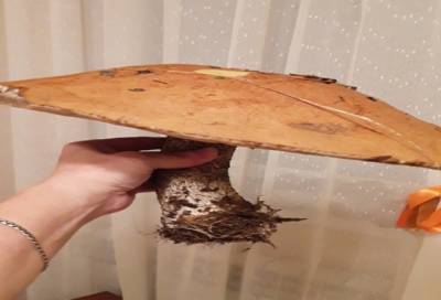 Жительница Выборга нашла гигантский гриб