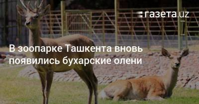 В зоопарке Ташкента вновь появились бухарские олени