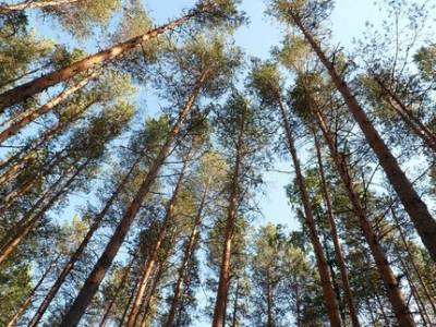 Радий Хабиров - В Башкирии за день высадили 650 тысяч деревьев - ufatime.ru - Россия - Башкирия