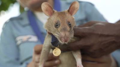 Крыса-сапер получила медаль за обнаружение наземных мин.