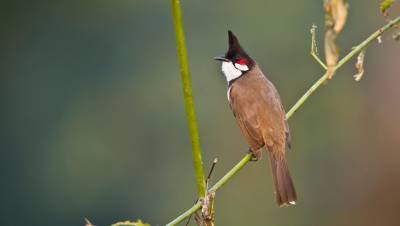 Самцы птиц стали петь привлекательнее и мягче на фоне пандемии COVID-19