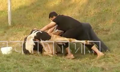 В Госдуме призвали наказать нижегородца, бросившего корову со сломанными ногами на обочине