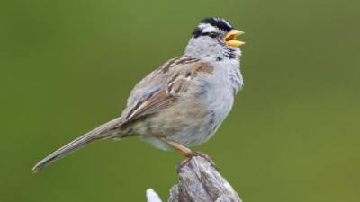 Science: карантин изменил пение птиц в Сан-Франциско