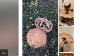 Жительница Выборга похвасталась перед соседями 35-сантиметровым грибом