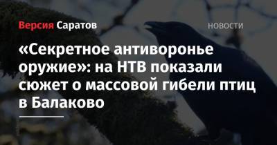 «Секретное антиворонье оружие»: на НТВ показали сюжет о массовой гибели птиц в Балаково