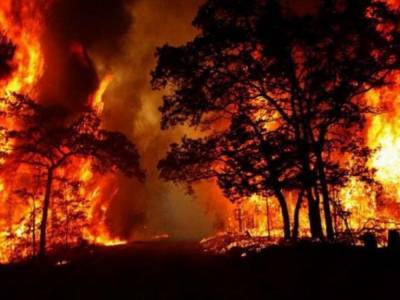 Мощные лесные пожары охватили 10 провинций Аргентины