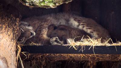 Рысь взяла на воспитание котенка в иркутском зоопарке