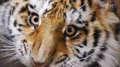 Создана первая в России единая база амурских тигров