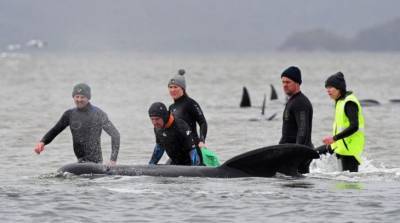 В Тасмании спасли 108 выбросившихся на берег китов