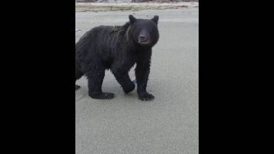 На Сахалине медведь сбил дрон, который застал его за едой