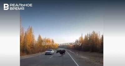 В Альметьевском районе Татарстана лось выбежал на дорогу и чуть не устроил ДТП — видео