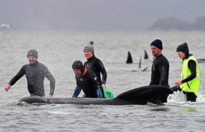 350 выбросившихся на берег китов погибли на берегу Тасмании