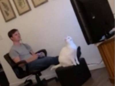 Забавный ролик из Сети: котик решил взять новую высоту, но опрокинул телевизор