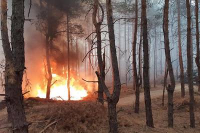 Вблизи Днепра вспыхнул лесной пожар