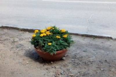 Женщина два дня подряд крала кашпо с цветами у медклиники в Чите