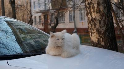 В центре Воронежа спасли угодившего в лапы кошки коростеля