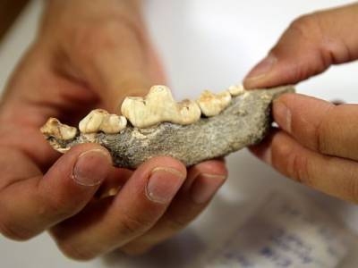 В Швеции археологи обнаружили останки собак, которым более 8000 лет