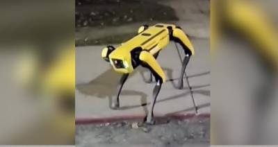 Собаку-робота заметили на улицах Канады