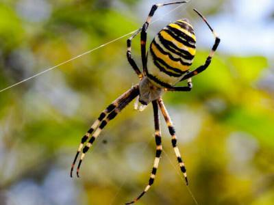 В Ужгороде ребенка укусил редкий ядовитый паук-оса