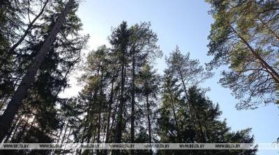 Запреты и ограничения на посещение лесов действуют в 39 районах Беларуси