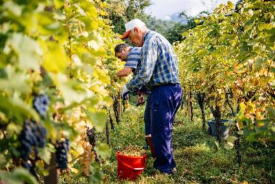 Ртвели-2020: В Кахетии переработали более 191 тысячи тонн винограда