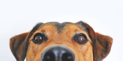 В аэропорту Хельсинки собак научат «вынюхивать» больных коронавирусом