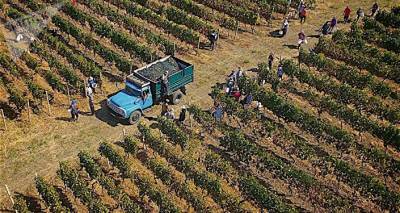 Ртвели 2020: объем собранного винограда в Грузии приближается к 200 тысячам тонн