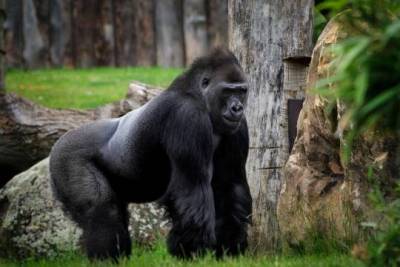 На женщину в мадридском зоопарке напала горилла