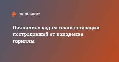 Появились кадры госпитализации пострадавшей от нападения гориллы