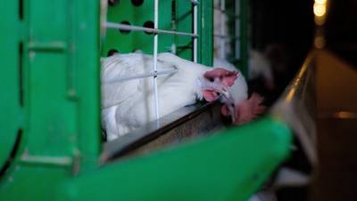 Жертвами крупного пожара на ферме под Петербургом стали 7 тыс. цыплят