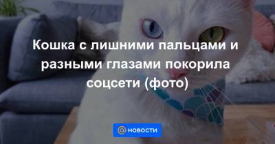 Кошка с лишними пальцами и разными глазами покорила соцсети (фото)