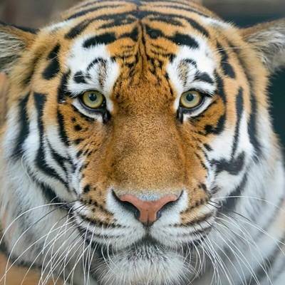 Сегодня отмечается День тигра на Дальнем Востоке