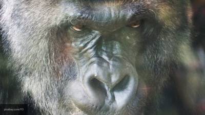 Агрессивная горилла стала причиной госпитализации женщины из Мадрида