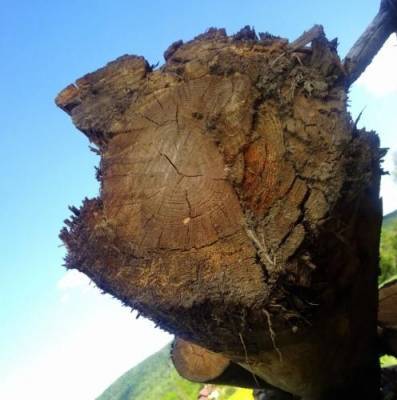 В Андах ученые нашли гигантское ископаемое дерево возрастом 10 млн лет