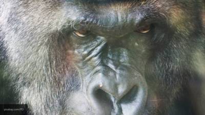 Госпитализация пострадавшей от гориллы женщины в Мадриде попала на видео