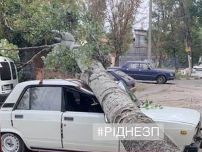 В Запорожье упавшие деревья повредили несколько иномарок