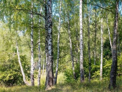 Более тысячи гектаров леса высадят в Нижегородской области