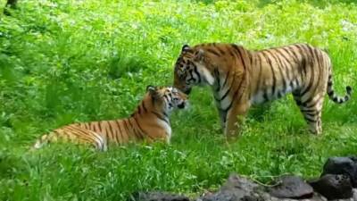 В России отмечают День тигра