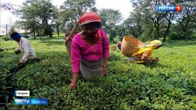 Из-за пандемии чайные плантации Индии опустели