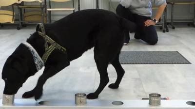 Вынюхивающие COVID-19 собаки появились в аэропорту Финляндии.