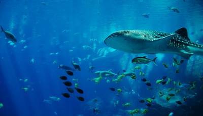 Биологи назвали самую большую рыбу в мире - Cursorinfo: главные новости Израиля