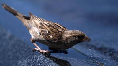 Ученые нашли новый способ определять пол птиц